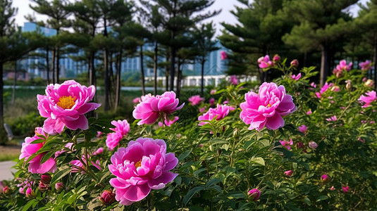 花园中盛开的牡丹花图片