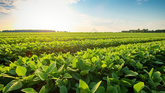 大豆种植农场背景图片