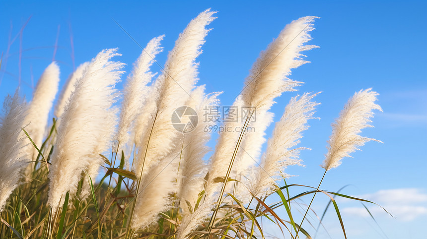 麦田的自然景观图片