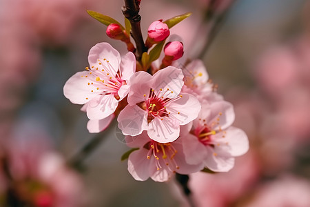春天盛开的桃花背景图片