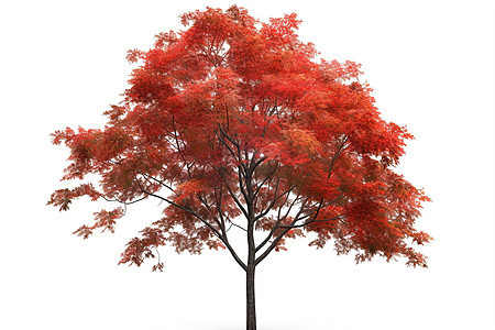 秋天的红色枫树图片