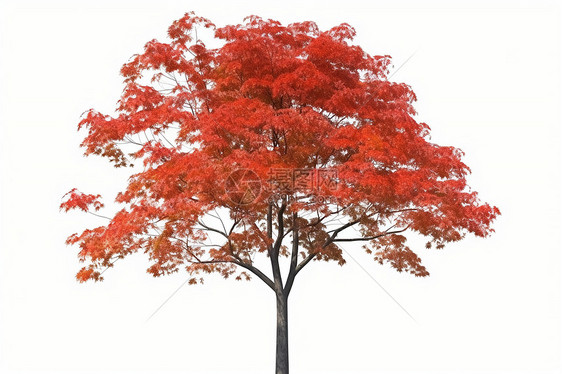 一棵红色的枫树图片