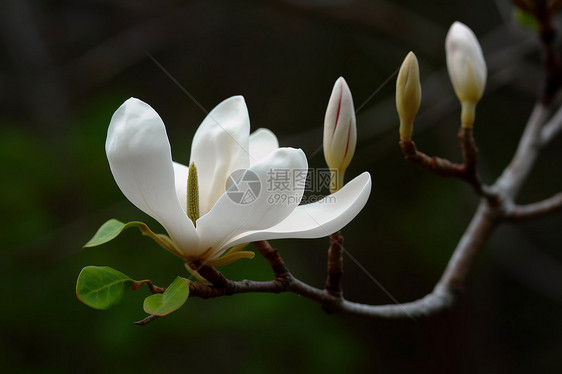 白色的木兰花图片