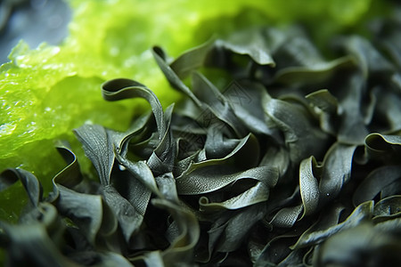 海藻和裙带菜图片