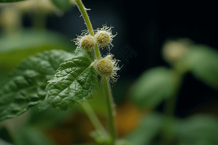 花色迷人的植物背景图片