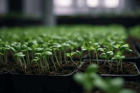 植物蛋白植物蛋白高清图片