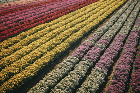 郊区郁金香花园图片