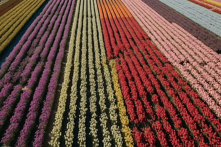 一排排鲜花图片