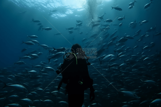 鱼和海洋生物图片