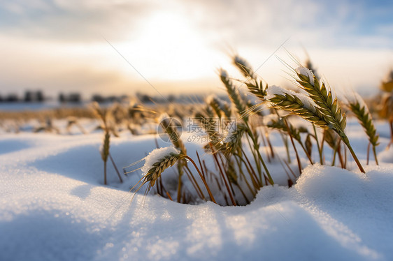 雪堆里的小麦图片