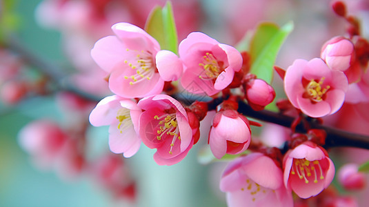 盛开鲜艳的桃花图片