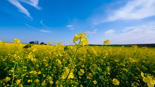 油菜花图片