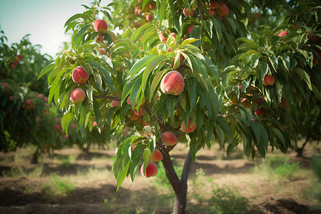 桃树上成熟的桃子背景图片