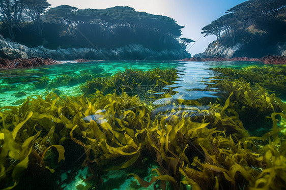 海带森林图片