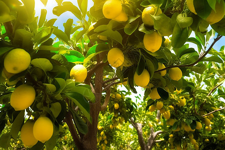 柠檬树上的柠檬高清图片