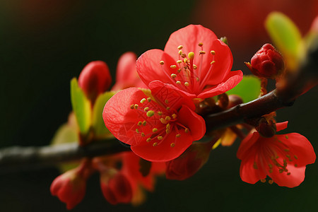 红色花朵背景图片