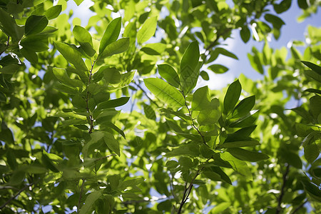樟树的绿色叶子图片