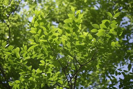 绿色的樟树叶子图片