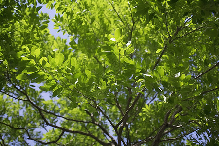 樟树的绿叶图片