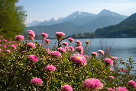 阿萨利亚花卉特写图片