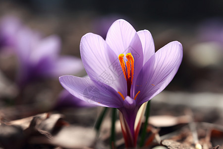 美丽的紫色藏红花图片