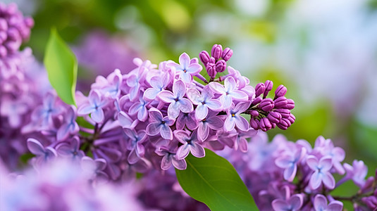 阳光下美丽的丁香花图片