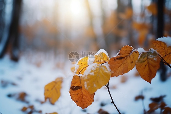 深秋和初冬的雪中黄色叶子图片