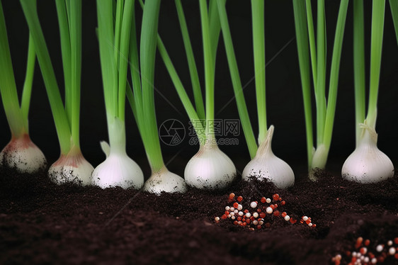 洋葱植物与土壤中的化肥图片