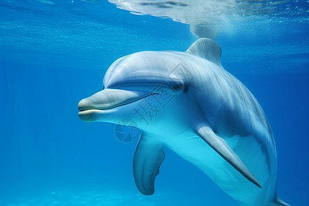 海豚在水族馆内游泳图背景图片