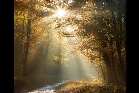 早晨的阳光照在树林之间图片