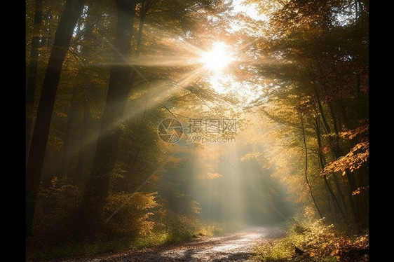 秋天早晨阳光照在树林的图片图片