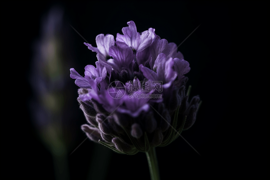 薰衣草花开的特写图片