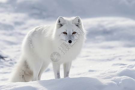 户外雪地上的北极狐高清图片