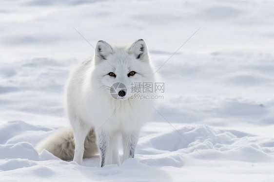 冬季被雪覆盖的北极狐图片