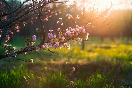 阳光下的桃花绿草背景图片