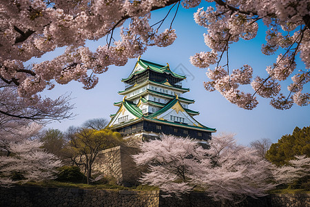 樱花环绕的日本大阪城图片图片