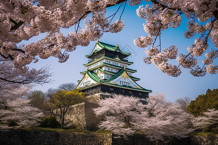 樱花环绕的大阪城图片图片