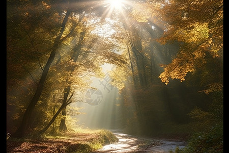 早晨的阳光照在树林之间图片