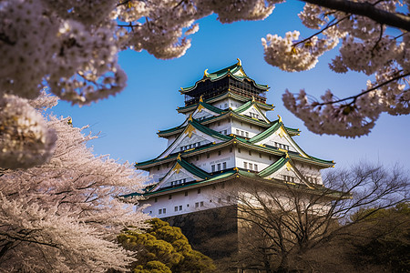 大阪樱花樱花环绕的大阪城背景