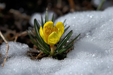 融雪中盛开的黄花图片图片