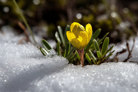 融雪中盛开的黄花图片
