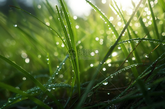 春天的草地上的露水图片