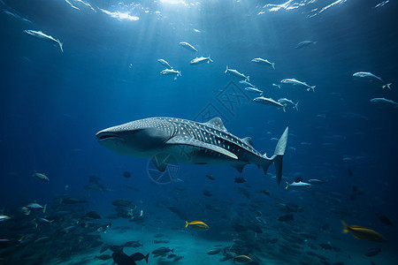 海洋中的鲸鲨和鱼群图背景图片