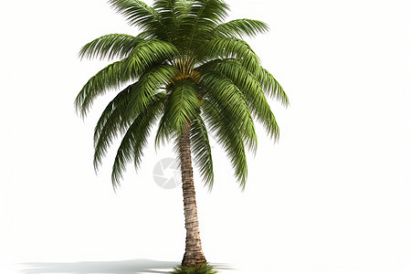 椰子树图片图片