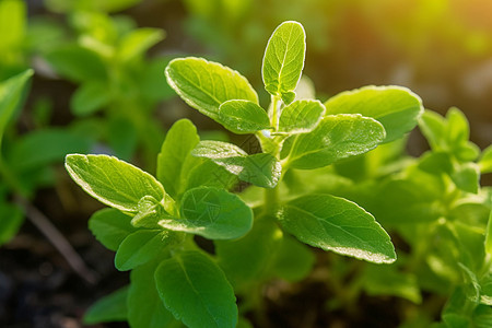 甜叶菊植物图图片