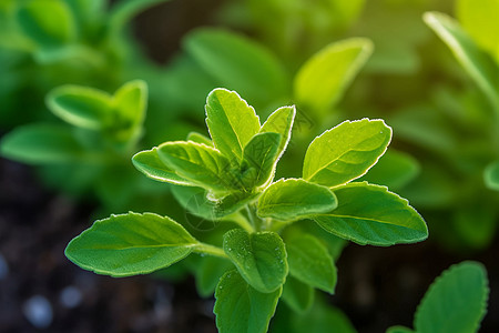 甜叶菊植物特写图片