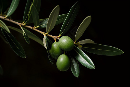 橄榄树与果实图片