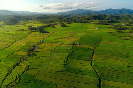 绿色稻田的鸟瞰图图片