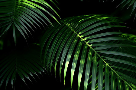 绿色的棕榈叶图片