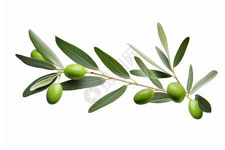 橄榄枝上的橄榄背景图片
